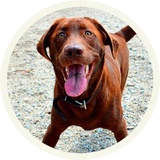 Chocolate Dog WhatsApp Sticker #19