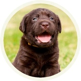 Chocolate Dog WhatsApp Sticker #20