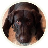 Chocolate Dog WhatsApp Sticker #21