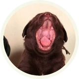 Chocolate Dog WhatsApp Sticker #3