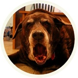 Chocolate Dog WhatsApp Sticker #4