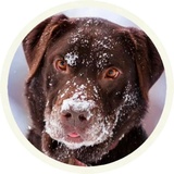 Chocolate Dog WhatsApp Sticker #5