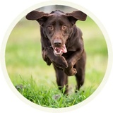 Chocolate Dog WhatsApp Sticker #9