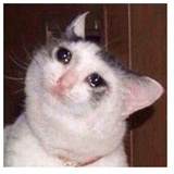 despair WhatsApp Sticker #16