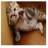 despair WhatsApp Sticker #28