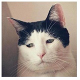 despair WhatsApp Sticker #30