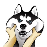 Husky Memes WhatsApp Sticker #18