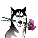 Husky Memes WhatsApp Sticker #7