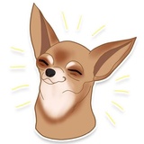 Chihuahua WhatsApp Sticker pack