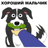 Mr.Pickles WhatsApp Sticker #2