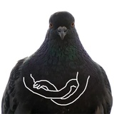 Pigeons with hands WhatsApp Sticker pack