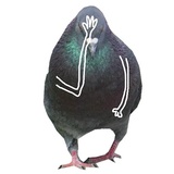 Pigeons with hands WhatsApp Sticker #10