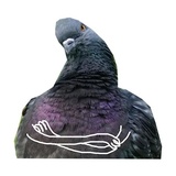 Pigeons with hands WhatsApp Sticker #12