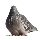 Pigeons with hands WhatsApp Sticker #13