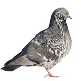 Pigeons with hands WhatsApp Sticker #14