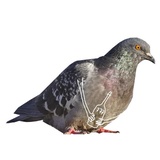 Pigeons with hands WhatsApp Sticker #15