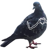 Pigeons with hands WhatsApp Sticker #3