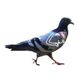 Pigeons with hands WhatsApp Sticker #4