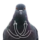 Pigeons with hands WhatsApp Sticker #5