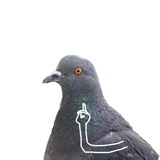 Pigeons with hands WhatsApp Sticker #6