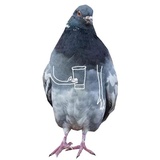 Pigeons with hands WhatsApp Sticker #8