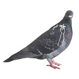 Pigeons with hands WhatsApp Sticker #9