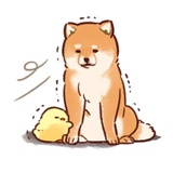 Soft and cute dog Shiba Inu WhatsApp Sticker #25