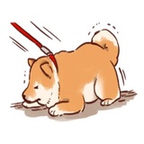 Soft and cute dog Shiba Inu WhatsApp Sticker #26