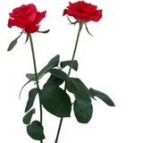 Birthday Wishes WhatsApp Sticker #4