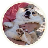 Dogs WhatsApp Sticker #10