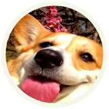 Dogs WhatsApp Sticker #11