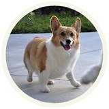 Dogs WhatsApp Sticker #12