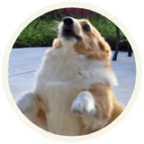 Dogs WhatsApp Sticker #13