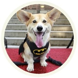 Dogs WhatsApp Sticker #14