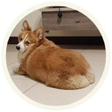 Dogs WhatsApp Sticker #15