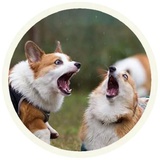 Dogs WhatsApp Sticker #16