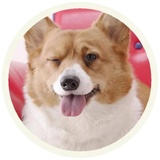 Dogs WhatsApp Sticker #17