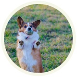 Dogs WhatsApp Sticker #18