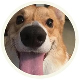 Dogs WhatsApp Sticker #19