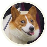 Dogs WhatsApp Sticker #2