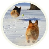 Dogs WhatsApp Sticker #20