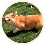 Dogs WhatsApp Sticker #23