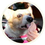 Dogs WhatsApp Sticker #24