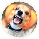 Dogs WhatsApp Sticker #25