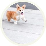 Dogs WhatsApp Sticker #28