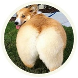Dogs WhatsApp Sticker #3