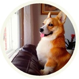 Dogs WhatsApp Sticker #30