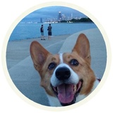 Dogs WhatsApp Sticker #4