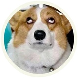 Dogs WhatsApp Sticker #5