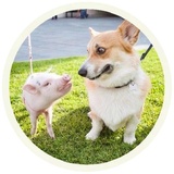 Dogs WhatsApp Sticker #7